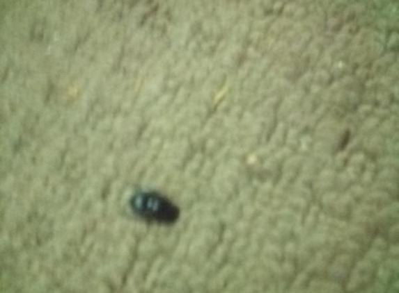 CALTEX COLLIE SERVICE CENTRE - Collie, WA. I paid $7 chips and there was a fly in there and a hair in there as well very disappointed