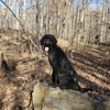 Deer Creek Canine Academy gallery