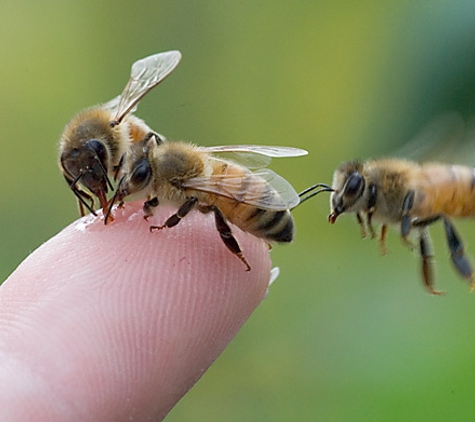 Honey Bee Removal - Ponchatoula, LA