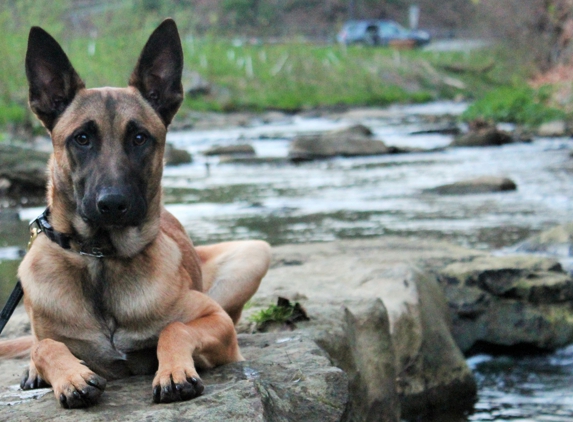 Boneyard K9's (http://boneyardk9s.webs.com) - Sanford, FL