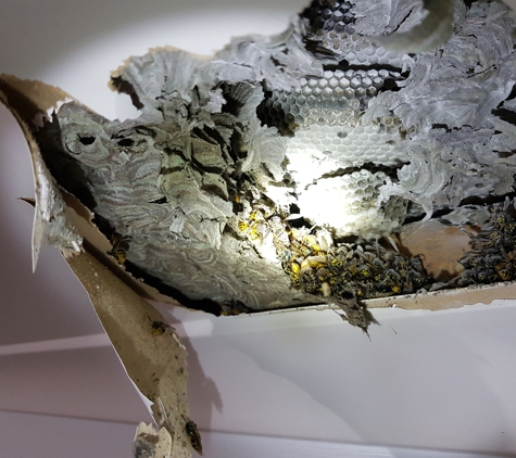 Australian Pest Services - Kelso, NSW