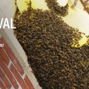 Zenith Environmental Pest Control - Bee Control & Removal Service