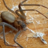 Heights Pest Control gallery