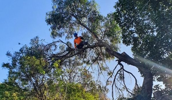 Global Arborist Australia - Port Melbourne, VIC