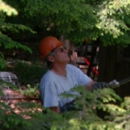 Mountain Tree Care - Arborists