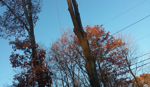 Affordable Tree Service - Clearfield, PA. Ripping down tree over power lines in Treasure Lake DuBois PA