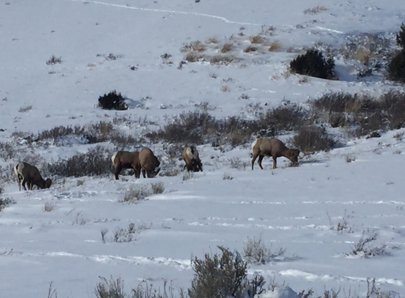 National Elk Refuge - Jackson, WY