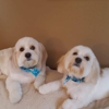 Puppy Love Pet Grooming gallery