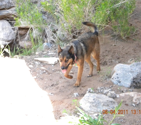 Playcare Pets - Grand Junction, CO. My Otis