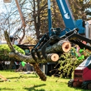 Specialty Tree & Bucket Service