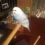 Furry & Feathered Friends Pet Sitting & Boarding - CLOSED