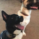FLORIDA 5-STAR DOG TRAINING LLC - Dog Training