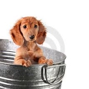 Posh Pets Pet Grooming - Pet Stores