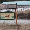 Fernan Creek Arabians LLC gallery