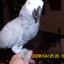 Vicki's Feathered Friends - Pet Stores