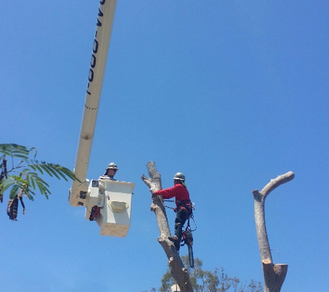 WC Tree Service - Temecula, CA