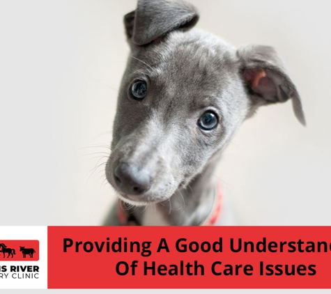 Williams River Veterinary - Clarence Town, NSW. Providing A Good Understanding Of Health Care Issues