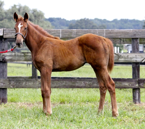 Twin Stars Equine, LLC - Ocala, FL