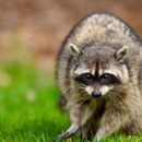 Limitless Wildlife Solutions