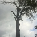 Alford Tree Service