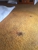 Le Hunte Carpet Care - Carpet & Rug Cleaners