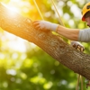Brian Richards Tree Service gallery