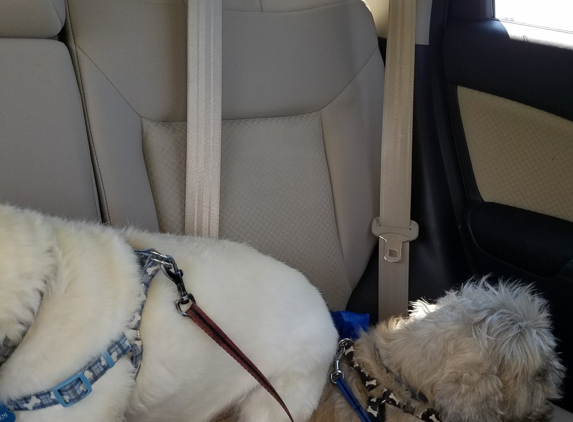 Dog Day Afternoon - Fox Lake, IL. Max on top of old Charlie on way to groomer!