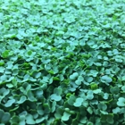 Phoenix Microgreens