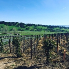 Rusack Vineyards