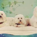 Faluco's Ultimate Pet Services - Pet Grooming
