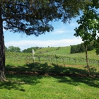 Misty Oaks Vineyard