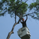 BJ Haines Tree Services - Tree Service