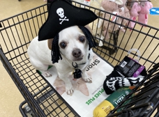 Pet Supplies Plus Charlotte NC 28226