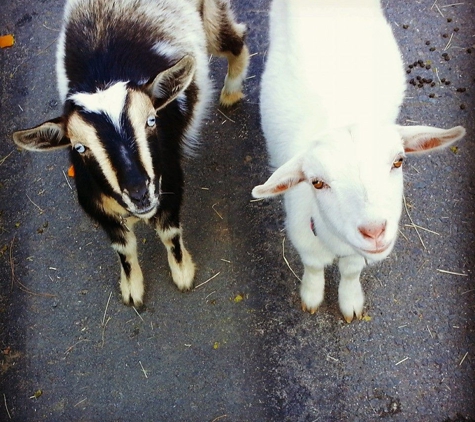 San Diego Petting Zoo - San Diego, CA