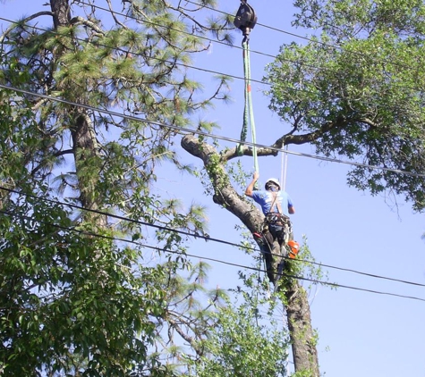 AAA Quality Tree Service - Auburn, CA