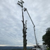 D & S Tree Service gallery