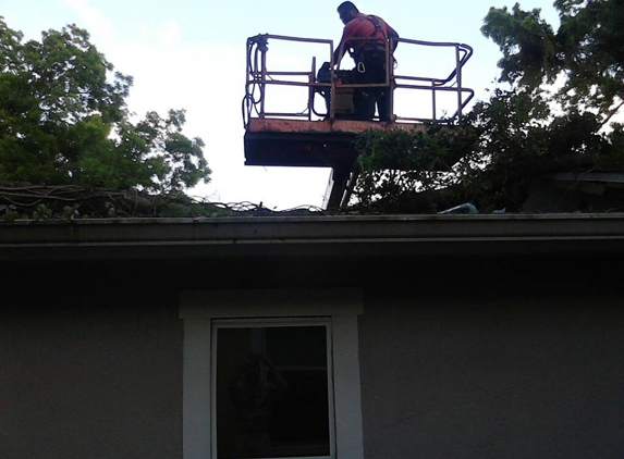 a cut above trees service and landscaping - tampa, FL