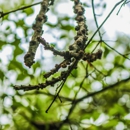 Toms Tree Service - Tree Service