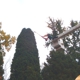 Precision Tree & Shrub Services Inc.