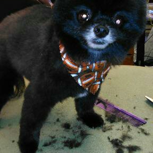 Top Performance Grooming - Kingsport, TN