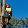 RTD Tree Care gallery