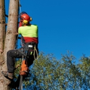 RTD Tree Care - Tree Service