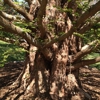 Sunburst Tree Experts gallery
