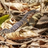 Kirkland's Wildlife & Exclusion gallery