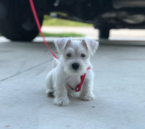 Advanced Canine Development - Punta Gorda, FL