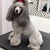 Planet Poochie Pet Grooming gallery