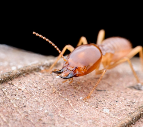 Ecola Termite & Pest Management - Anaheim, CA