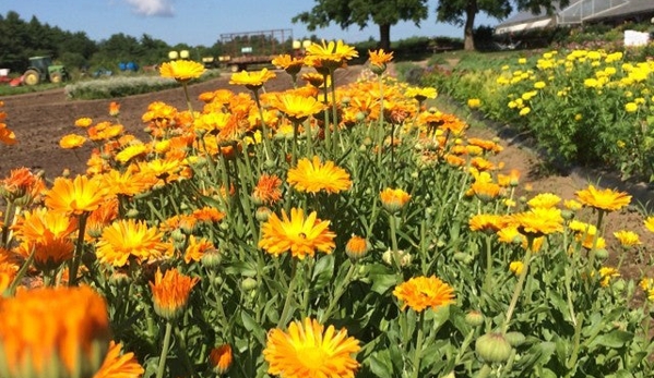 Tangerini's Spring Street Farm - Millis, MA