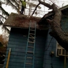 Budine Tree Service gallery