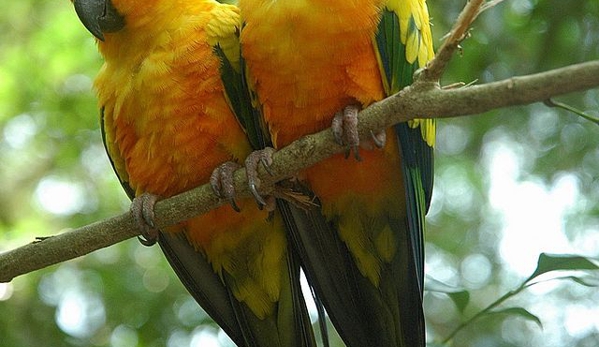Living Jungle - Ramsgate, NSW